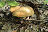 Саратовцы собирают в лесах груши и «разногрибье»  